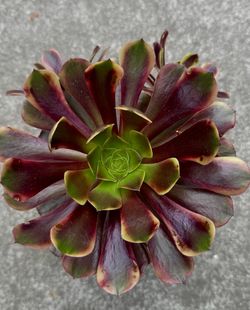 Aeonium super bang with 3 babies in 1 gallon