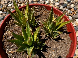 Aloe Vera Plants - Night Sky