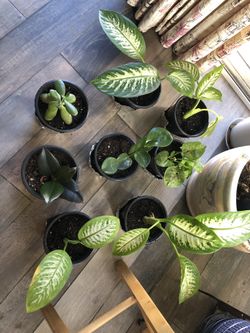 Multiple Potted Houseplants