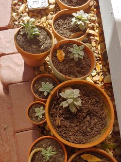 Plants