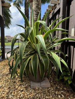 Agave Variegated 4.5 Ft Tall