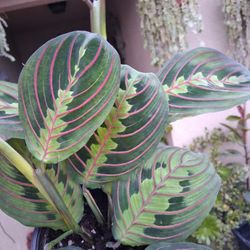 Red Maranta Prayer Plant $18