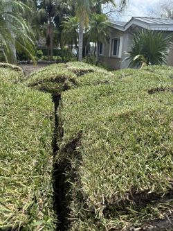 Farm Fresh Cut St Augustine