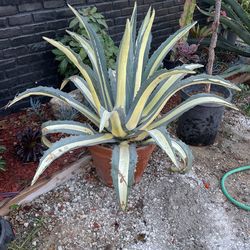 agave americana for sale in orange