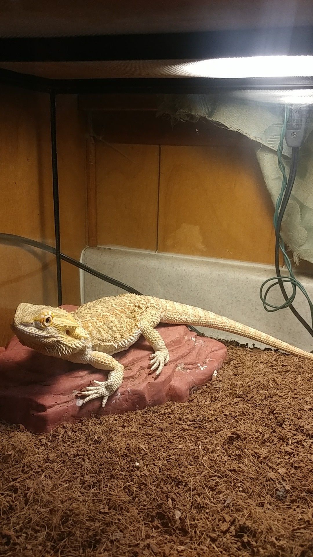 Bearded Dragons Tanks