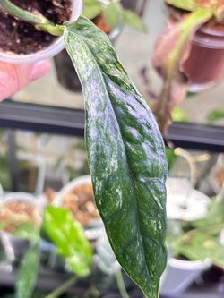 4 indoor plants  moving sale