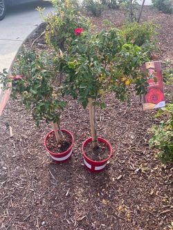 Rose Tree