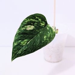 Japanese Teruno Bumpy Pothos