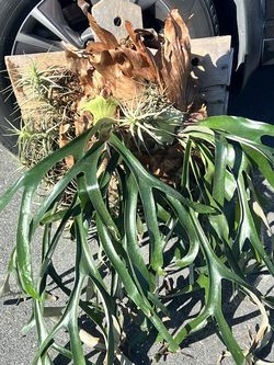 Mounted Staghorn Fern