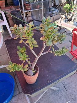 1FT JADE PLANT SUCCULANT