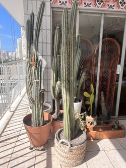 Well Rooted Healthy Cactus 