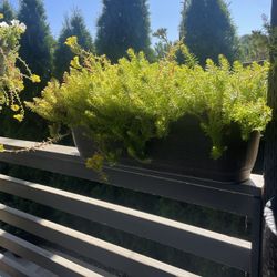 real out door plant with basket 