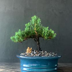 Bonsai Juniper 
