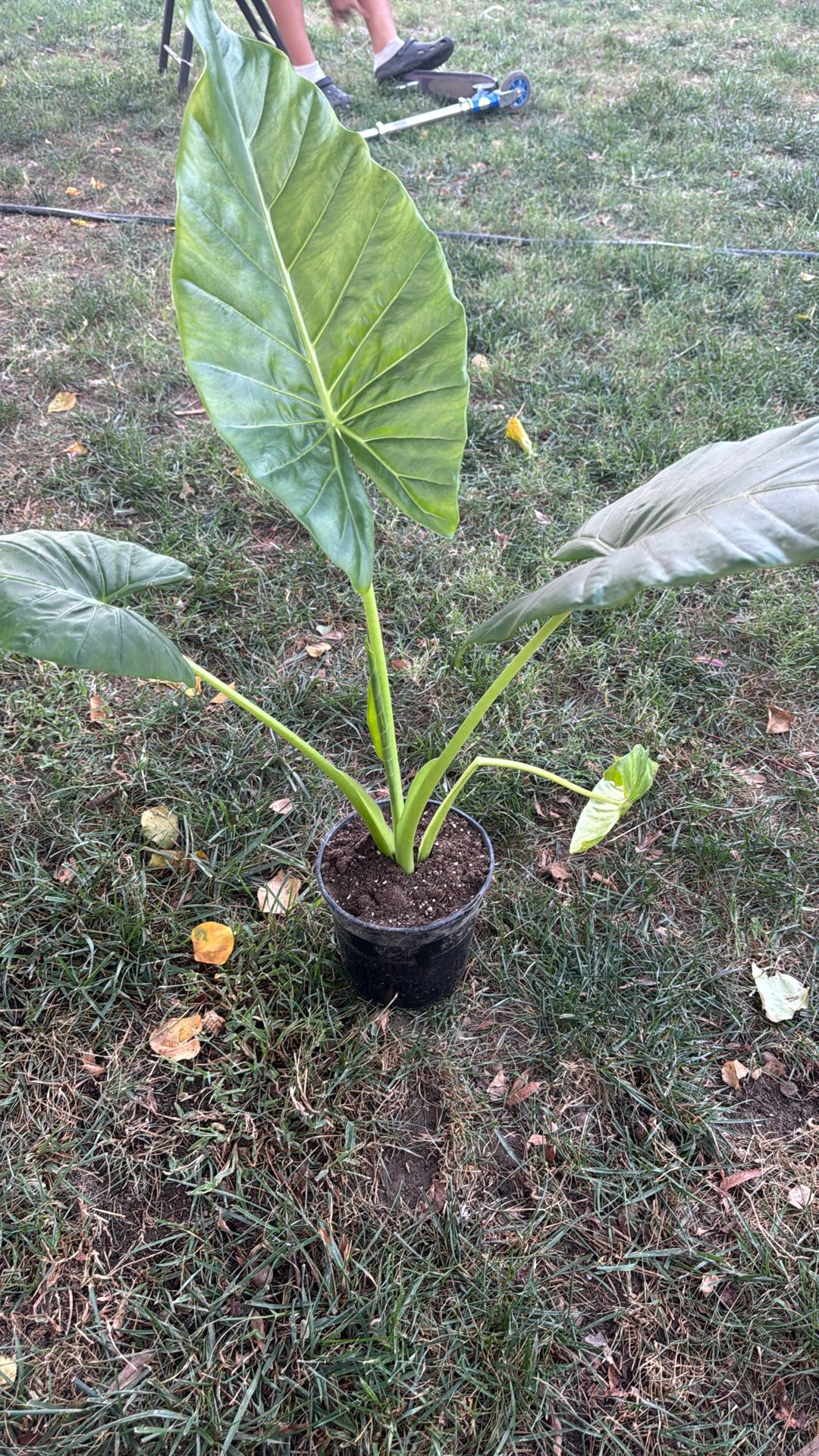 Médium Size Elephant Eat Plant