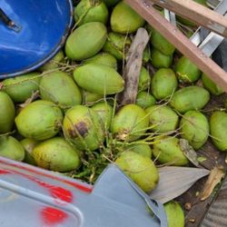 Freah Coconuts 50 Cents