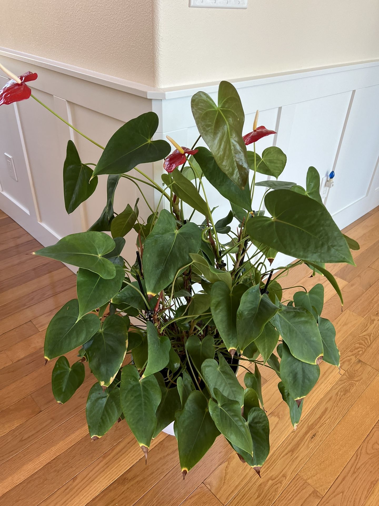 Big Interior Plant