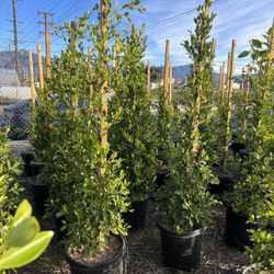 Ficus Trees