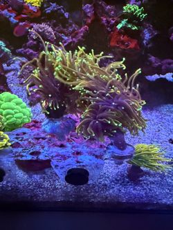 Hellfire Torch decoration