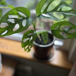 Swiss Cheese (Monstera) houseplant
