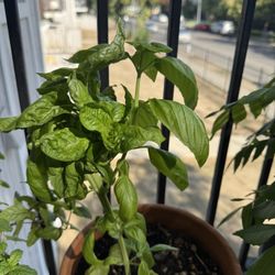 Basil Plant With Terracotta Pot
