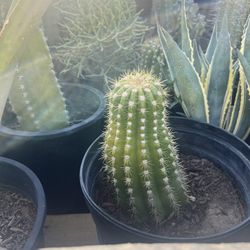 Plant Plants Plants :)