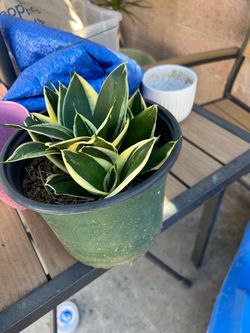 Home Garden