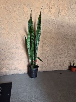 Snake plant