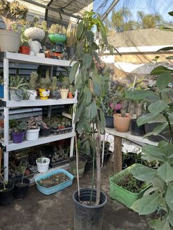 Árbol De Aguacates 🥑 