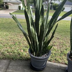 Snake Plants