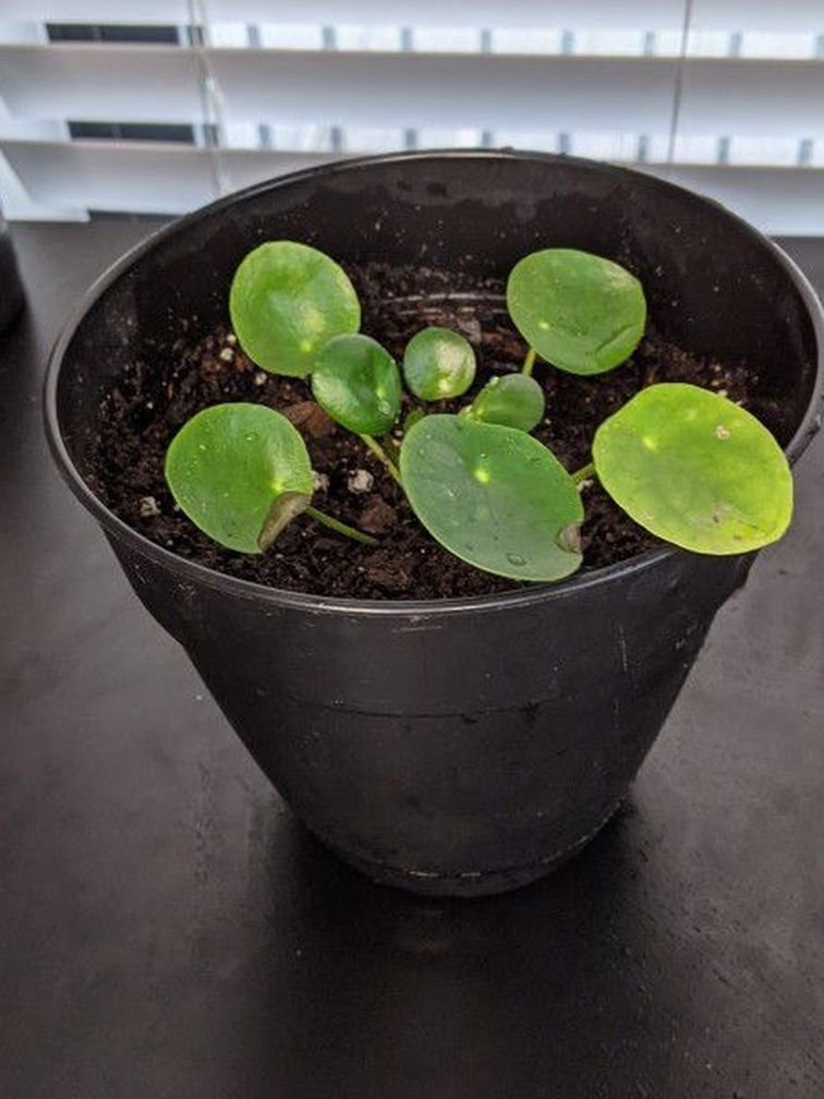 6" Pilea Plant Includes Black Pot
