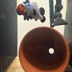 Fake- Pair Clownfish For Sale