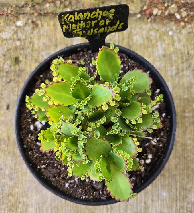 Potted Kalanchoe Mother Of Thousands 