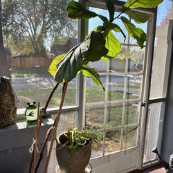 FREE Fiddle  Leaf Fig Tree