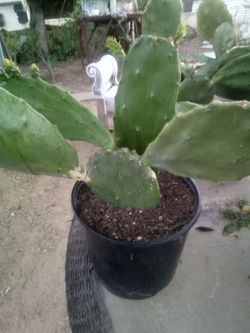 Large Blooming Prickly Pear Cactus in Pot – Rare Variety, Actively Flowering! ¡Gran Cactus Nopal