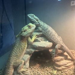 Toy bearded dragons