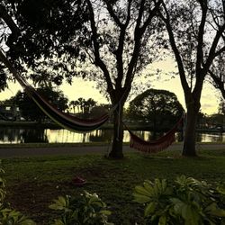 Hamacas.      Hammocks