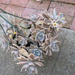 Succulent Plants 8” Hanging Pot