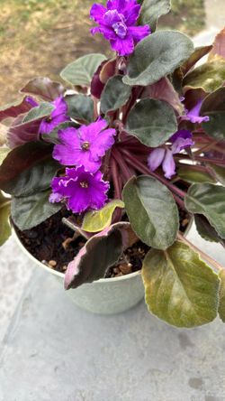 Violeta Matizada Morado Y Blanco 