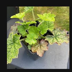 Blooming Perennial In 4" Nursery Pot