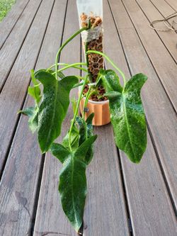 Philodendron Mexicanum bottom cut