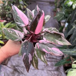 4” Pink Princess Black Cherry 