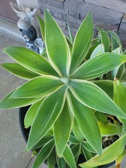 Agave "Ray Of Light" Variegated Foxtail Large Plants