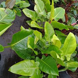 Beautiful Green 💚 Congo Plants 7gl $25