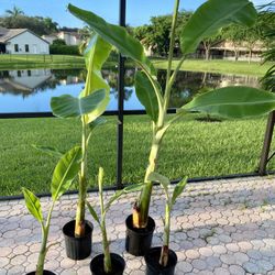 Ice cream Thai banana plant