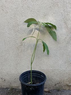 Avocado Has Tree 2 Feet Tall