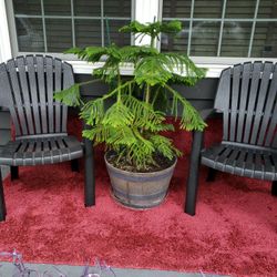 Norfolk Island Pine