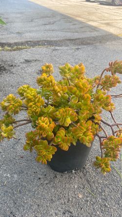 Plants for sale