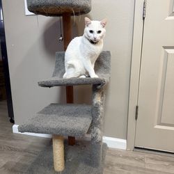 Cat tree