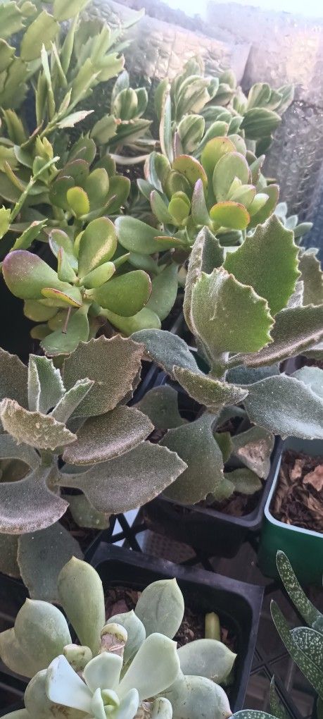 Succulents Plant.