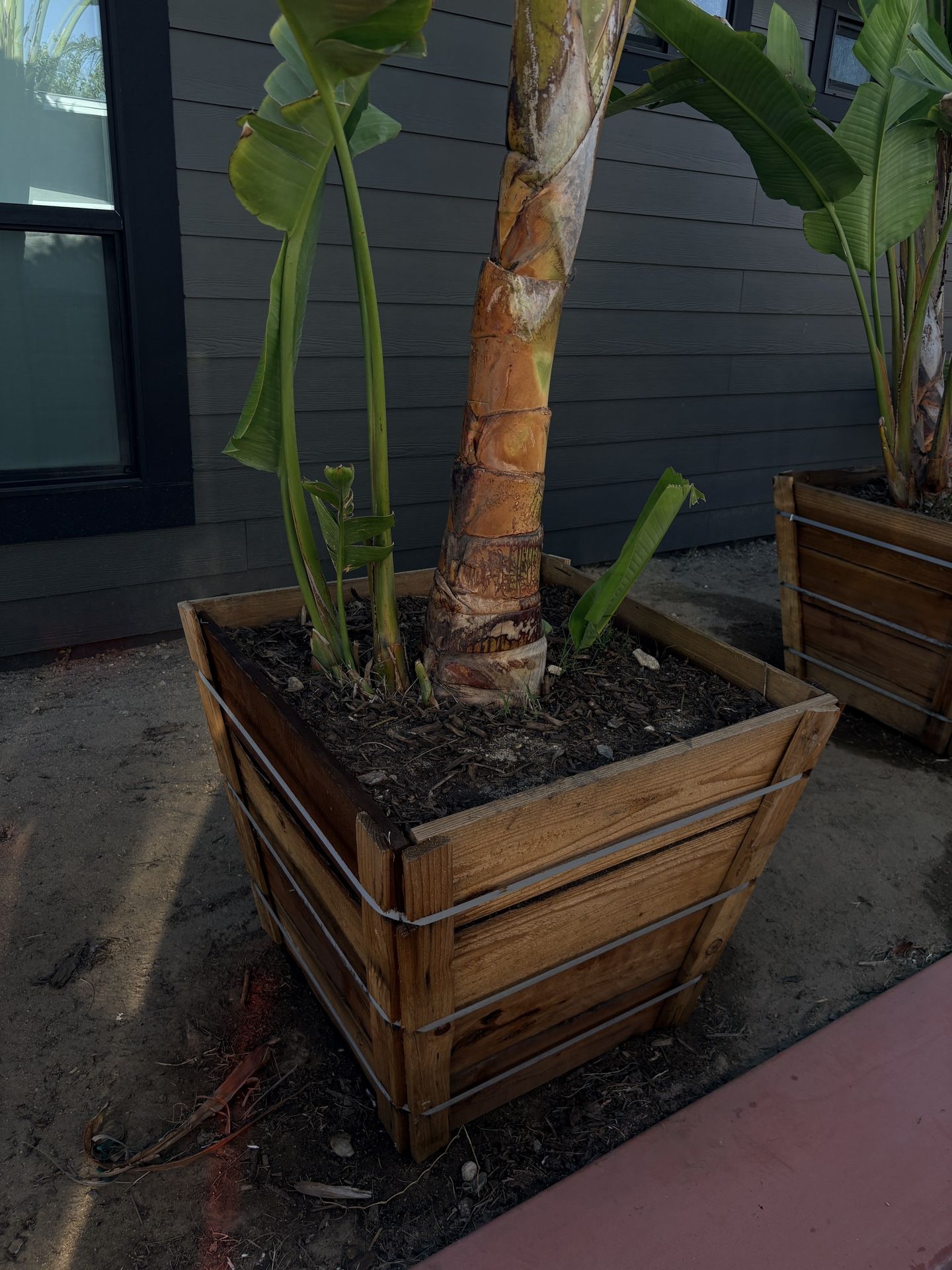 Beautiful Birds Of Paradise In 30 Gal Crate